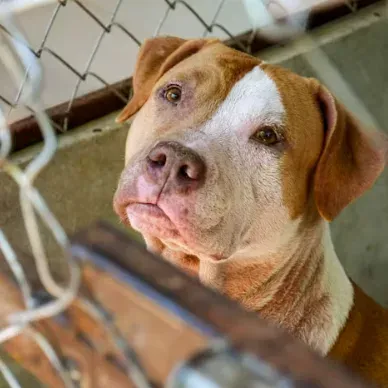 A tan and white dog looking through a kennel fence at a rescue shelter